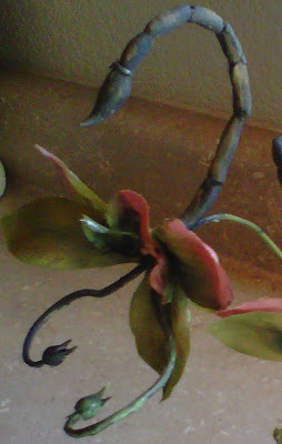 Scorpion orchids
